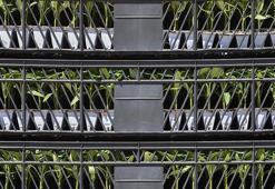 Çiftçilere domates, biber ve patlıcan desteği! Başvurular bugün itibariyle başladı...