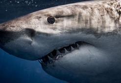 Dünya tarihi böyle bir şey görmedi! 100 yıllık köpek balığının içini açan uzmanlar şok oldu...