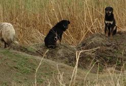 Van’da korku dolu anlar: 7 köpek kız öğrenciye saldırdı