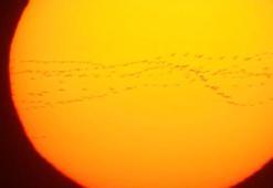 Binlerce ak pelikan Bursa semalarında görsel şölen oluşturdu