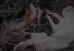 Sakarya'da şoke eden durum! Sokak köpekleri ölü bulundu!