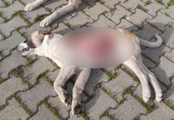 Korkunç olay, yavru köpek derisi yüzülmüş halde ölü bulundu!