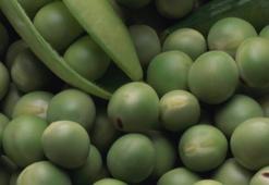 Kolesterol, diyabet, kanser ile savaşıyor! Bir porsiyon yetiyor, tam bir protein deposu! Vegan ve vejetaryenler...