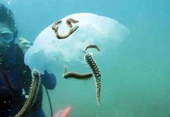 Çıyanlar, denizanası popülasyonunu azalttı