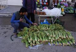 Uçkun (yayla muzu) tezgahtaki yerini aldı! Demeti 10 lira...