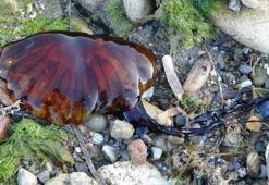 Çanakkale Boğazı'nda zehirli denizanaları görüldü, uzmanı uyardı