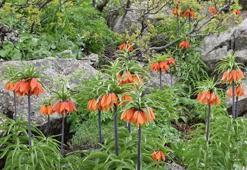 Araba fiyatı kadar cezası var! Sakın bu çiçeği koparmayın...