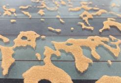 Araçların üzerinde dikkat çeken görüntü! Türkiye’ye giriş yaptı...