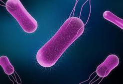 Salmonella Typhimurium nedir, salmonella belirtileri nelerdir? Tarım Bakanlığı Kinder Salmonella salgını açıklaması!