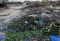 Gostomel’de milyonlarca renkli şişe etrafa saçıldı