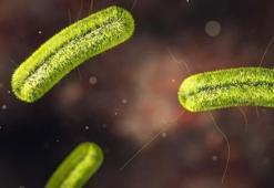 Salmonella nedir, salmonella typhimurium belirtileri nelerdir? Tarım Bakanlığı’nın Kinder Salmonella salgını kararı!