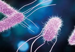 Salmonella virüsü ile ilgili flaş açıklama! Okullar için denetleme çağrısı...