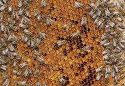 Talep patladı, kilosu fiyatı bin 200 lira! Sağlık için çok faydalı, tüm dünya sıraya girdi...