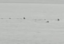 Hatay'da sahile yakın noktada köpekbalığı sürüsü görüldü