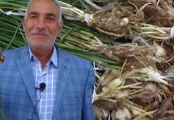 Kilosu 1000 TL, resmen yok satıyor! Birçok hastalığa iyi geliyor, yetişmesi 1 ay sürüyor...