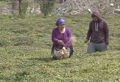 Doğu Karadeniz’i çay telaşı sardı! Son hazırlıklarını yapıyorlar