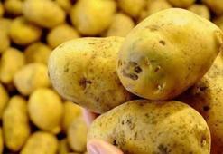 Patates kanseri (siğili) nedir, insana zarar verir mi, hangi illerde var? Patates kanseri nasıl ve neden olur, belirtileri nelerdir?