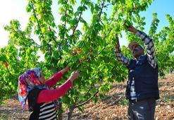 Kiraz sezonu başladı! İlk kiraz 700 TL'den satıldı