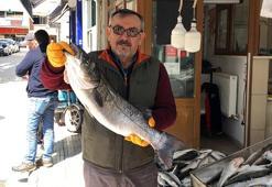 Balıkçı ağlarına 7 kiloluk levrek takıldı! 1250 TL'ye satıldı