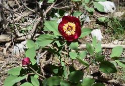 Yılda 10 gün açıyor, koparmanın cezası 109 bin 593 lira