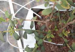 Kilosu tarlada 160 TL'ye satılıyor! İlk kez üretildi