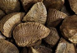 Testosteron düzeyini artırıyor, kellik tedavisinde kullanılıyor! Kalp sağlığında çok etkili, tam bir selenyum zengini, yüksek protein kaynağı...