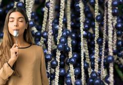 Kanserli hücreleri küçültüyor, kanser oluşumunu engelliyor, açlık şekerini ve glukozu dengeliyor, günde 3 adeti yetiyor