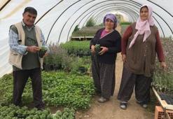 Havalar ısındı, fideye talep arttı