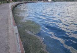 Müsilaj benzeri tehlike, sahilin rengi değişti! Binlerce denizanası...