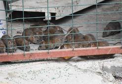 İş hanında fare istilası! 'En az 100 tane var, her gün daha da çoğalıyorlar'