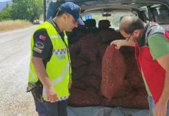 Muğla'da 1,5 ton kaçak midye ele geçirildi