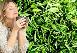 Kan şekerini düzenliyor, bağışıklığı güçlendiriyor, yorgunluğu gideriyor! L-theanin, niasin, riboflavin, folik asit deposu, günde en fazla 3 fincan...