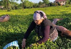 ÇAYKUR ilk üç günde bin 500 ton yaş çay alımı yaptı