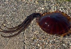 Tatil sezonunun yaklaşmasıyla denizde büyük tehlike! İlk kez ortaya çıktı, giderek artıyor