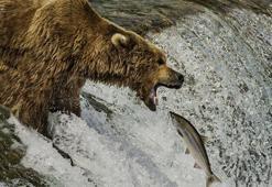 Holozoik beslenme nedir, nasıl olur? Holozoik beslenen canlılara örnekler nelerdir?