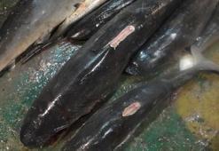 Pasifik’te yıllarca balıkçı gemilerinde köpekbalığı yüzgeci tespit edildi, soruşturma dün açıldı