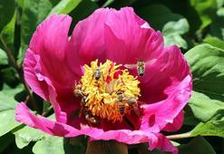 Andırın'da şakayıklar açtı; koparmanın cezası 109 bin TL