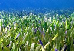 Dünyanın en büyük bitkisi! 200 kilometrekare büyüklüğünde, 4 bin 500 yıldır yaşıyor...