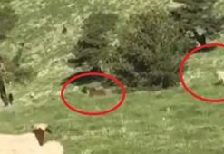 Kangal köpeği, sürüye yaklaşan ayıyı kovaladı