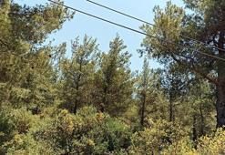 Muğla'da bazı bölgelerde ormanlara giriş yasaklandı