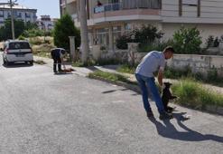 İzmir'de vahşet! 6 köpek ile 2 kedi zehirlenerek öldürüldü!