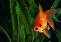 Suya bırakılan sevimli Japon balıkları birer ölüm makinesine dönüştü!