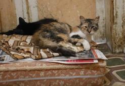 Büyükada'da kedilerde salgın iddiası!