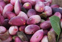 Afrodizyak etkisi gösteriyor, erkeklerde cinsel gücü artırıyor! Kolesterolü düzenleyerek kalp sağlığını koruyor, yüzde 50...