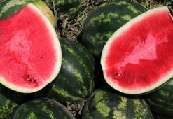 İyi karpuz nasıl olmalı? Kelek karpuz uyarısı