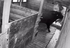 Artvin’de kızgın boğa sahibini hastanelik etti!