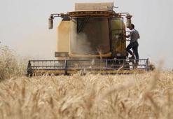 Buğday ve arpa alım fiyatı açıklandı!