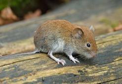 Grimso virüsü nedir, belirtileri neler? Grimsö virüsü bulaşıcı mı?