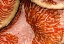 Kanserin yayılmasını önlüyor! Alzheimer riskini azaltıyor, bağışıklığı güçlendiriyor, astım ve bronşit için şifa, cinsel isteği artırıyor...