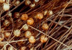 Kan şekerini kontrol ediyor, kolesterol ve hipertansiyonu düşürüyor! Yüzde 100 glutensiz, çölyak hastaları için tavsiye ediliyor...